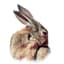 BunnyzClean