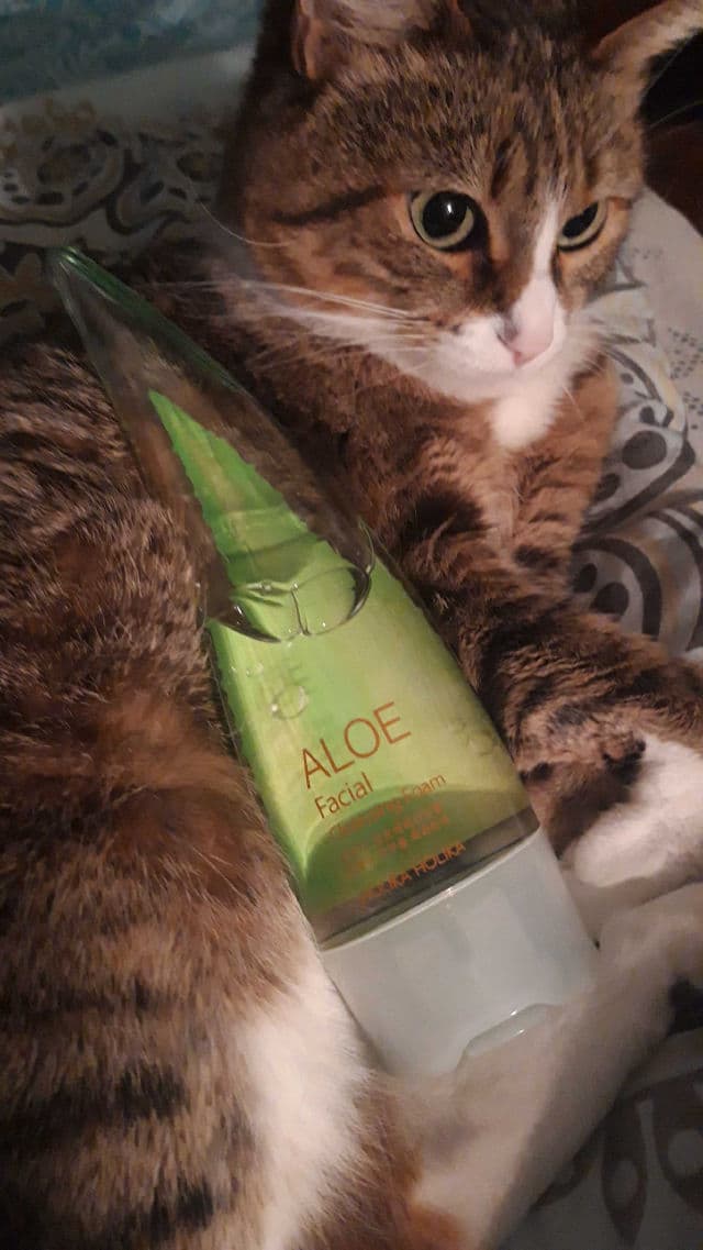 HOLIKA HOLIKA Aloe Facial Cleansing Foam review photo by Radost