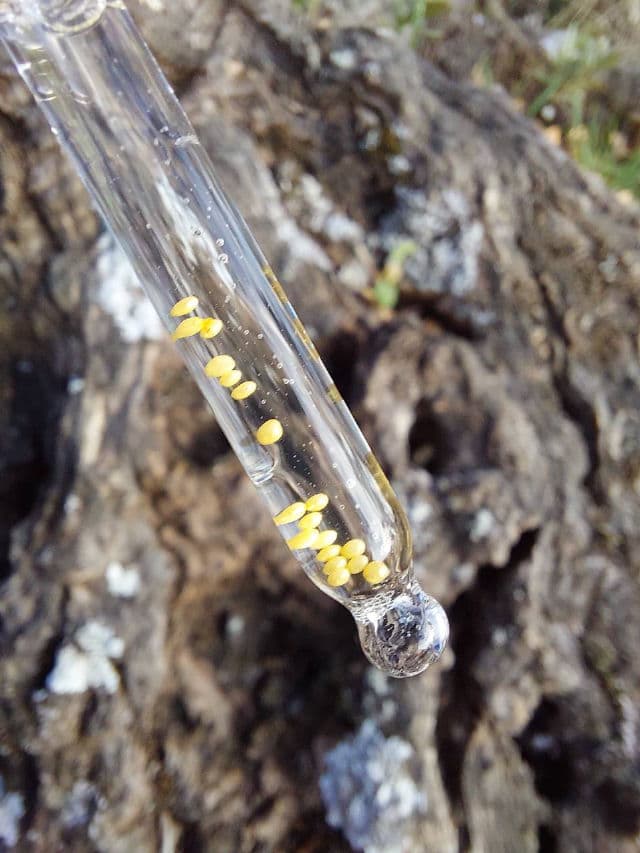 Guerlain Abeille Royale Advanced Youth Watery Oil review photo by TheGreenFramboise