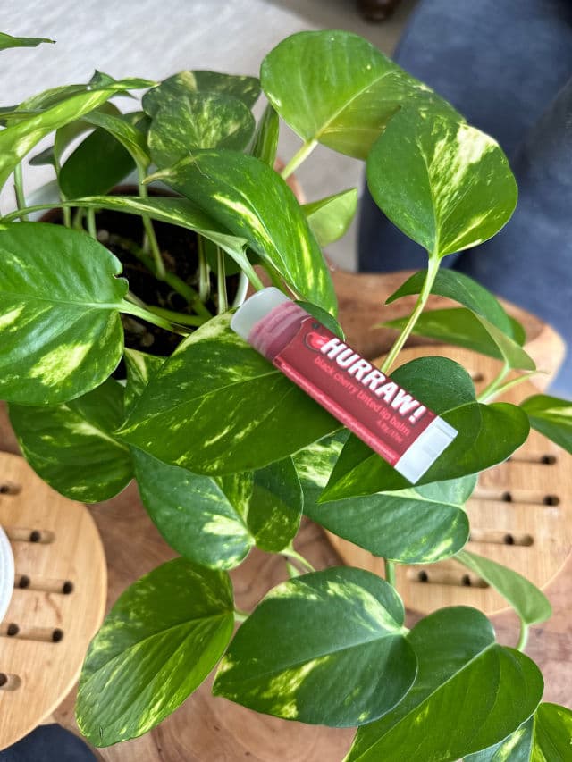 Hurraw! Black Cherry Tinted Lip Balm review photo by NehaW