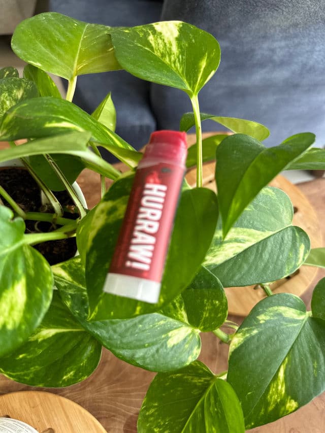 Hurraw! Black Cherry Tinted Lip Balm review photo by NehaW