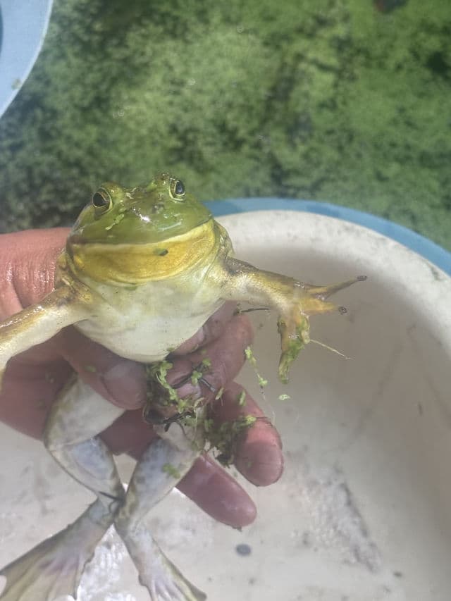 Teatrical Anti-Wrinkle Cream review photo by 0414An