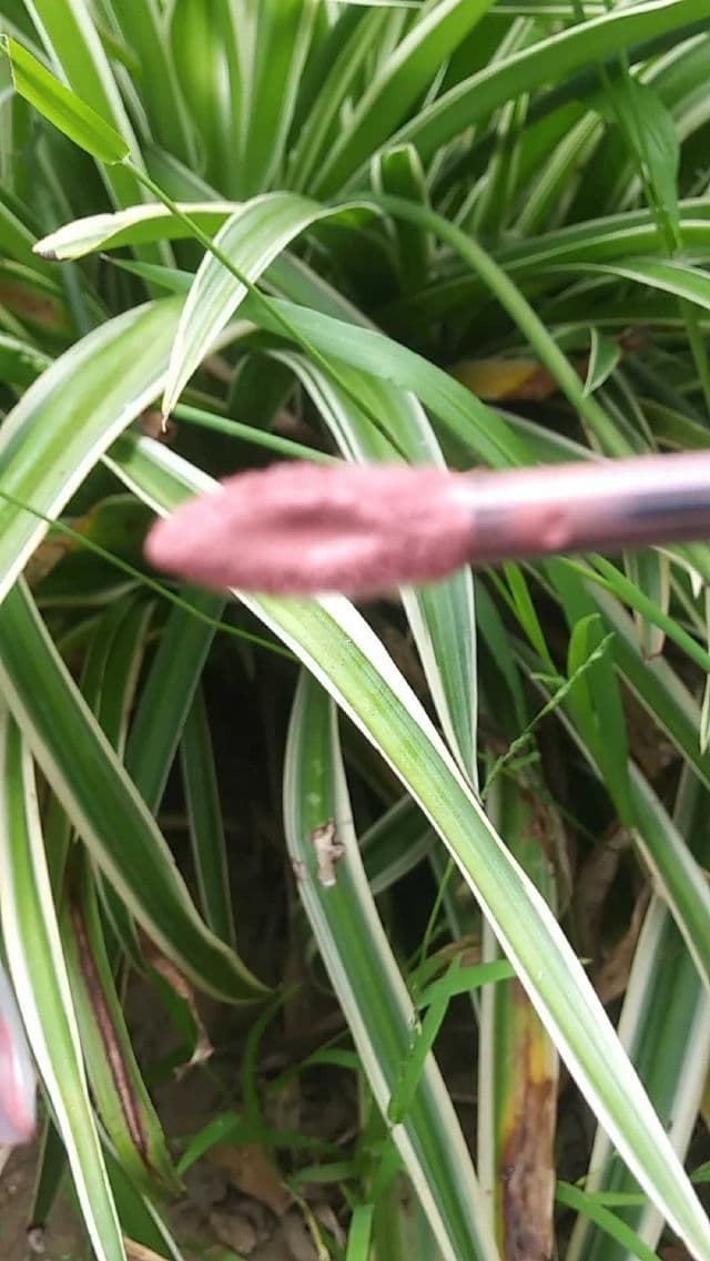Maybelline Super Stay Matte Ink Liquid Lipstick review photo by Lorelei