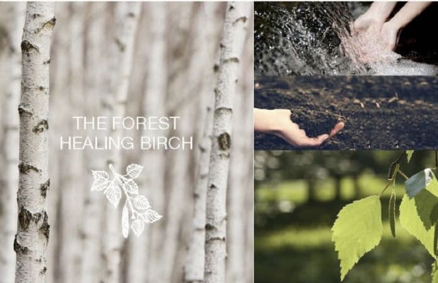 SOOFE'E The Forest Healing Birch Essence review photo by MarikoKLover