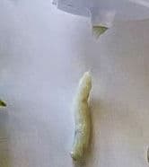 Matcha Hydrating Foam Cleanser  product review