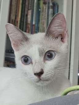 mirmi