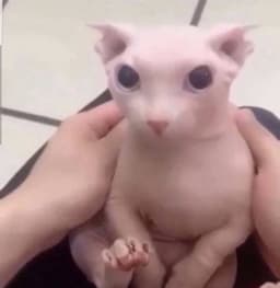 BINGUS