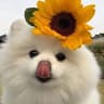 valielf profile picture