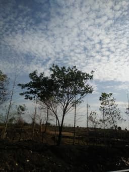 Tutiru