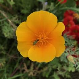Papaver