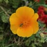Papaver profile picture