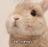 xiexiaoyong profile picture