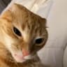 rbiatuladwiyh user profile picture
