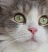 faustine1988 profile picture