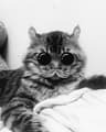 ennypercy profile picture
