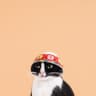 Belitse profile picture