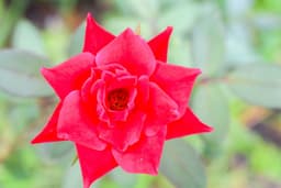 LotusBloom