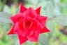 LotusBloom user profile picture
