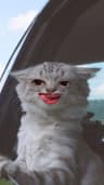 Gmlcb99 profile picture
