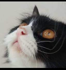 Lazycatto