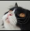 Lazycatto user profile picture