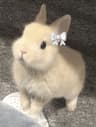 Milkypabes user profile picture