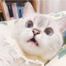 kyuuki