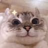 Pufi profile picture