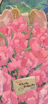 pickingpetals profile picture
