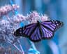 Papillon profile picture