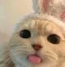cozyglowari profile picture