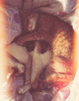 OrangeTabby