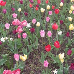 Flowerfieldspa
