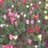 Flowerfieldspa profile picture