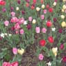Flowerfieldspa user profile picture
