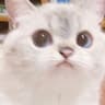 sarangdesu profile picture