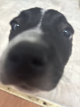 elixrs