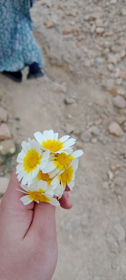 arinass