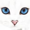 hdsktt profile picture