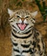 sevyoktav user profile picture