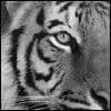 bornfreeeee