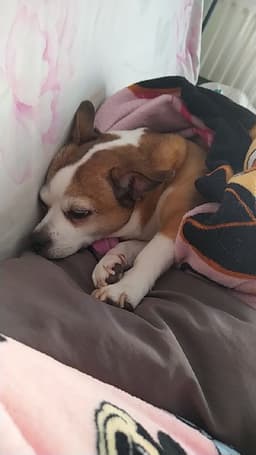 Sophielulu