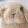 CrystalSnow user profile picture