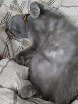 chxmoo