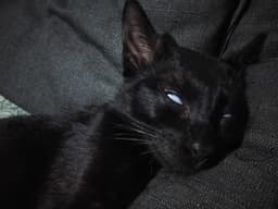 maxanghela