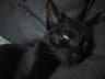 maxanghela profile picture