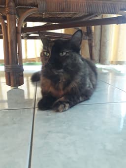 efaaa