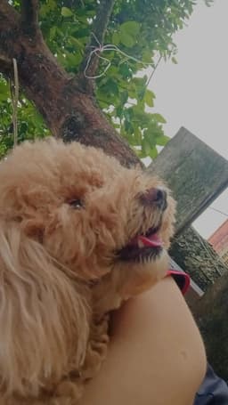 Joyceeelee