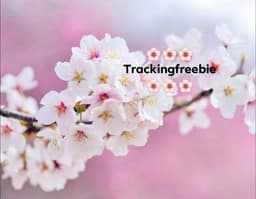 Cherryblossoms