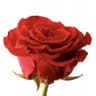 aroseisarose profile picture